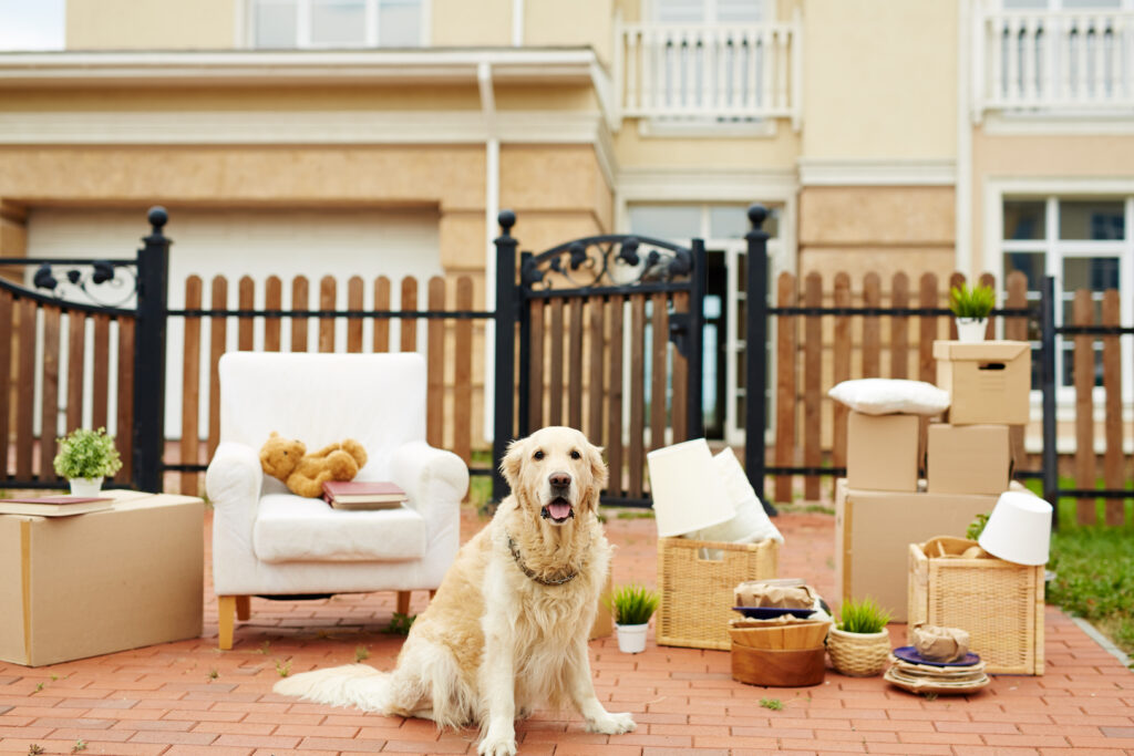 Ein Hund sitzt vor Möbeln und Kartons für einen Umzug